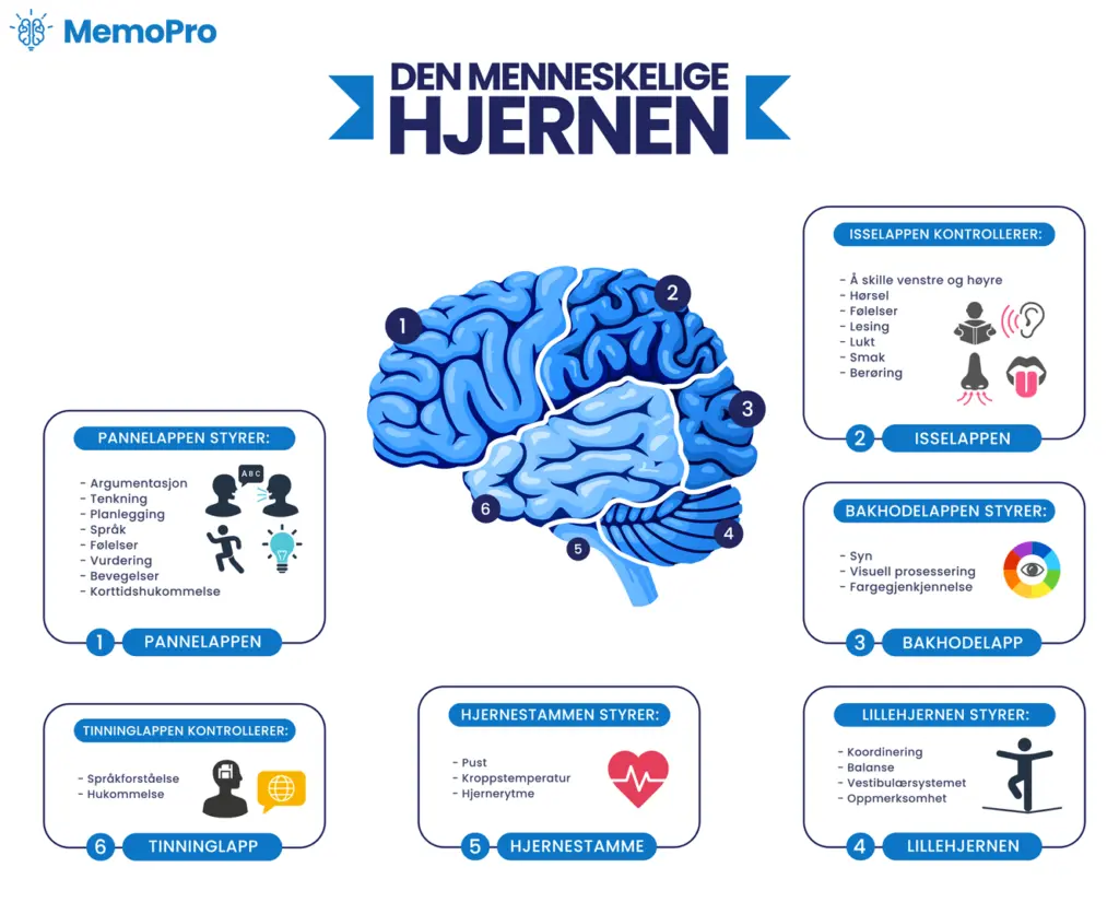 Den menneskelige hjerne