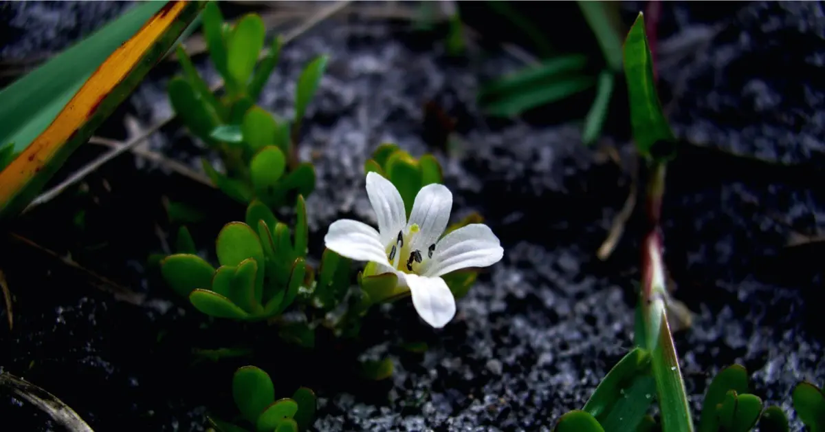 bacopa monnieri for hukommelse