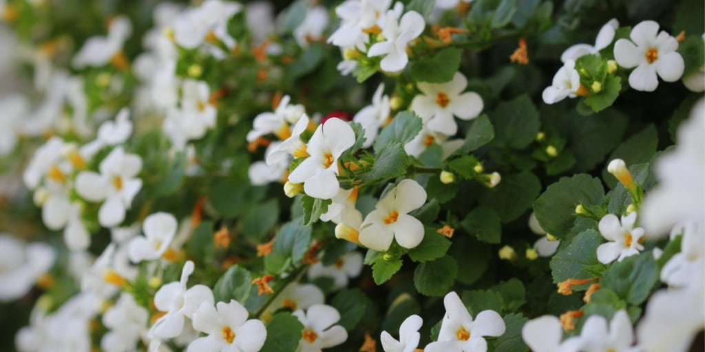 Bacopa monnieri er en urt for hukommelsen